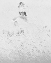 03_2013-034-cc-noranes-beite.jpg