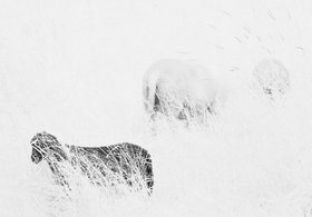 04_2013-031-cc-noranes-sort-faar.jpg