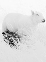 05_2013-035-cc-noranes-sorte-faar-melk.jpg