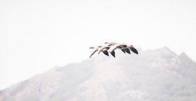 09_2014-039-cc-noranes-tett-formasjon.jpg