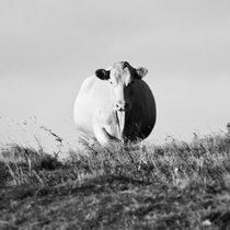10_2022-017-cc-noranes-rullende-ku.jpg