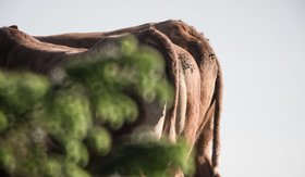 14_2015-019-cc-noranes-gronn-skinke.jpg