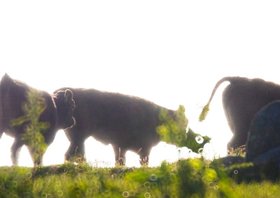15_2015-018-cc-noranes-birds-of-a-feather.jpg
