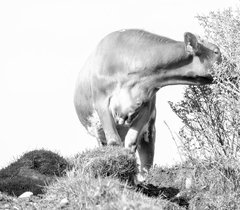 16_2017-004-cc-noranes-spisende-ku.jpg