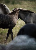 20_2013-042-cc-noranes-hester.jpg