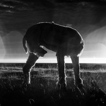 21_2013-046-cc-noranes-alpakka-uten-hode.jpg
