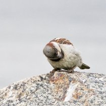 22_2015-027-cc-noranes-midlertidig-blind.jpg