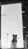 33_2012-058-cc-noranes-hund-i-doera.jpg