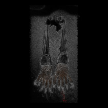 07bat_feet.jpg