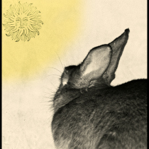 day_bunny.jpg