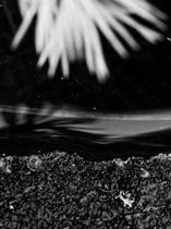 05_2011-104-cc-noranes-flight.jpg