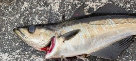 08_2015-024-cc-noranes-fisk.jpg