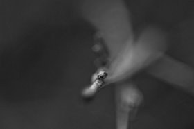20_2011-094-cc-noranes-forstefodt.jpg
